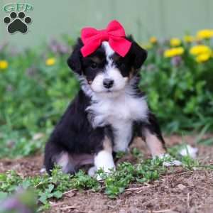 Bella, Mini Aussiedoodle Puppy